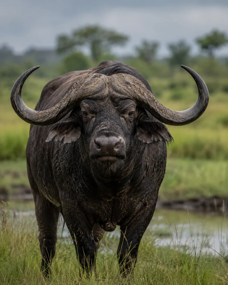 Wild Buffalo Roar Sound Effect | High Quality Animal Audio sound effect
