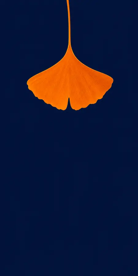 Autumn's Flame Against Midnight 4K wallpaper for desktop and mobile - Pixbee