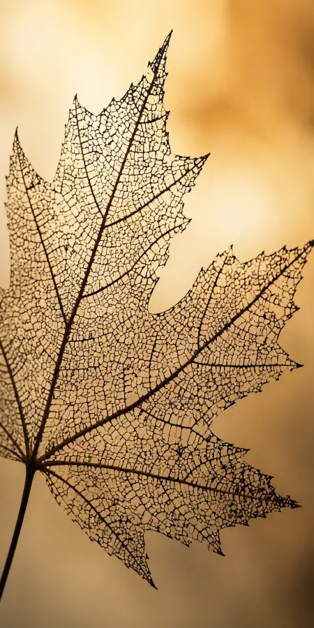 Beauty In Fragile Remains 4K wallpaper for desktop and mobile - Pixbee