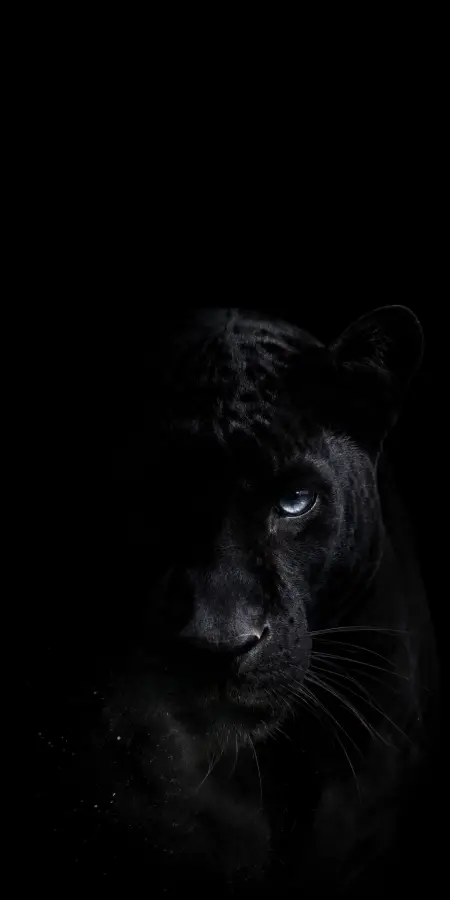 Black Panther Portrait With Blue Eyes — iphone wallpapers phone wallpaper