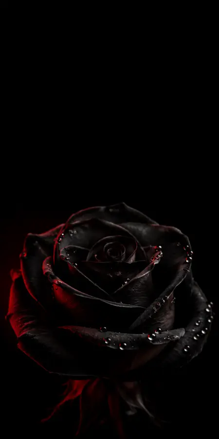 Black Rose Flower With Water Drops — iphone wallpapers phone wallpaper