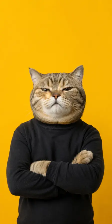 CEO Cat energy 😼 “Judging everyone silently since birth." 4K wallpaper for desktop and mobile - Pixbee