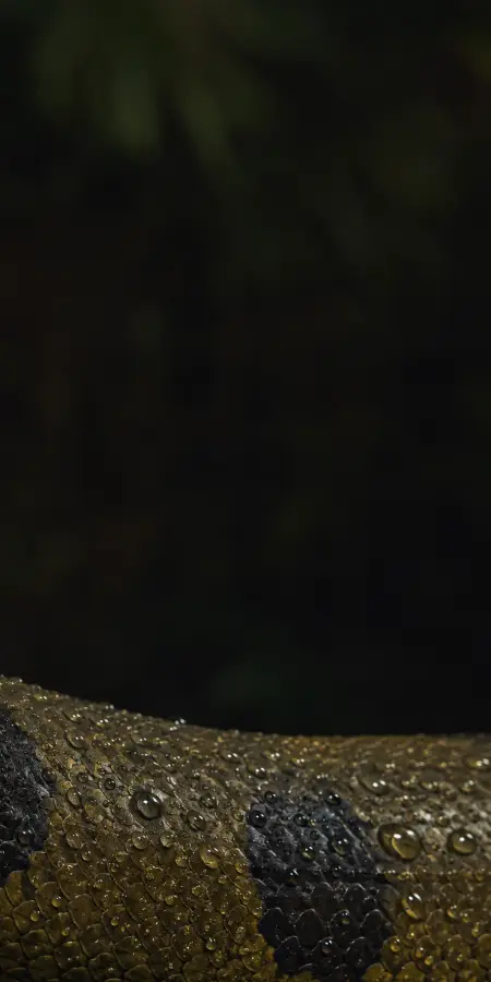 Close Up Wet Snake Skin Dewdrops — iphone wallpapers phone wallpaper
