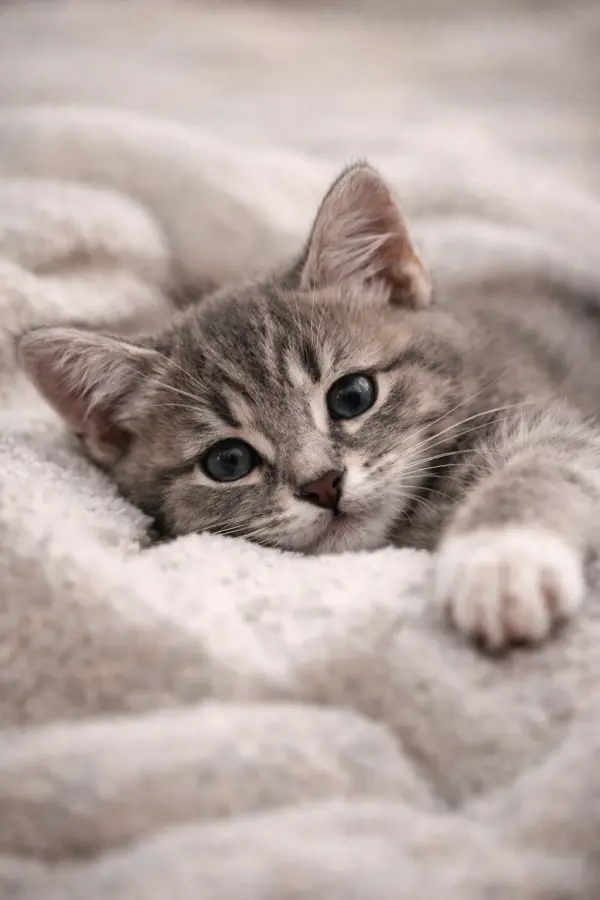 Cutie cat 4K wallpaper for desktop and mobile - Pixbee