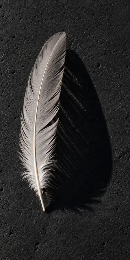 Feather Between Light And Shadow 4K wallpaper for desktop and mobile - Pixbee