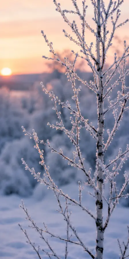 Frozen In Morning Light 4K wallpaper for desktop and mobile - Pixbee