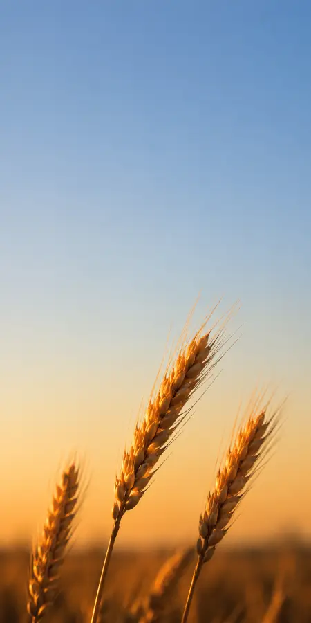 Golden Whispers At Dawn 4K wallpaper for desktop and mobile - Pixbee