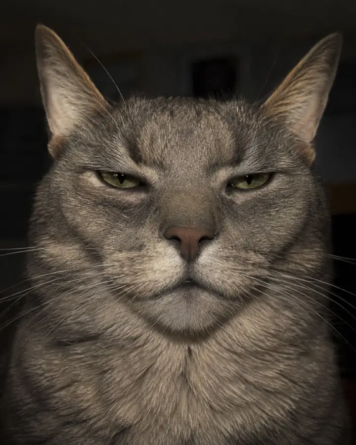 Intense Grey Cat Staring Directly At Camera — stock images phone wallpaper