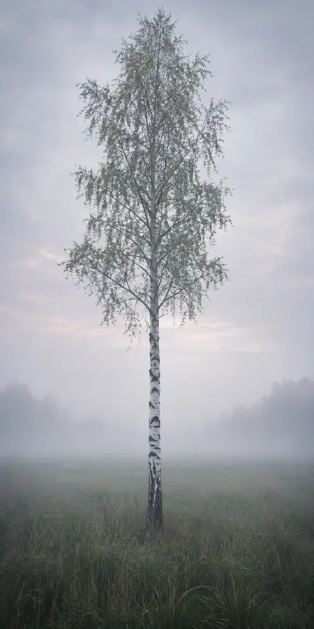 Lone Birch Tree In Foggy Field — iphone wallpapers phone wallpaper