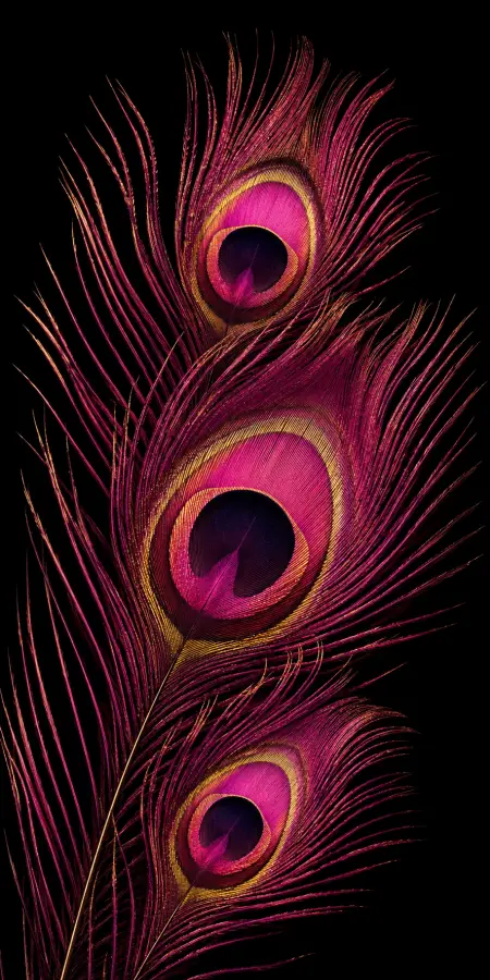 Pink Peacock Feathers On Black — animals phone wallpaper