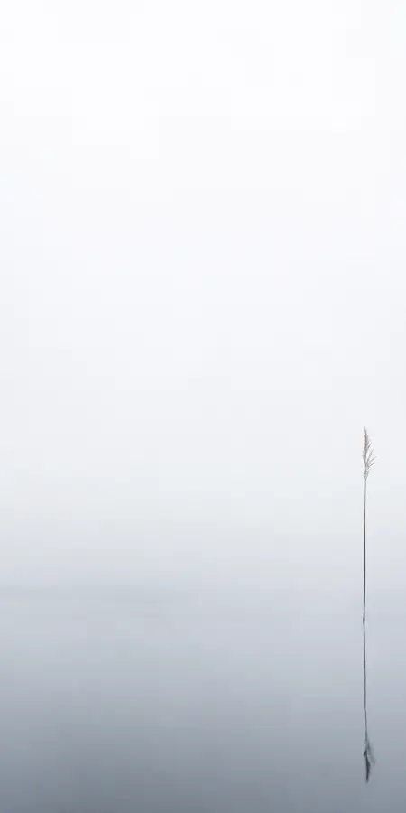 Silence Beyond The Morning Mist 4K wallpaper for desktop and mobile - Pixbee