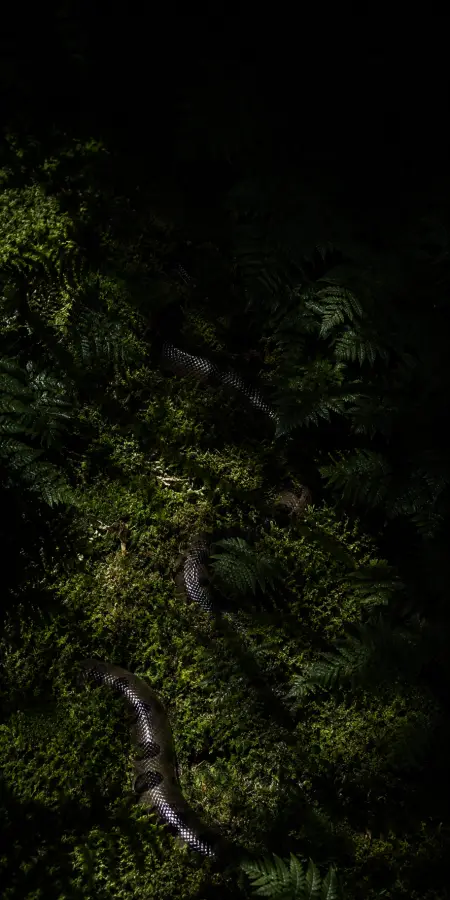 Snake Slithering Through Dark Green Moss — iphone wallpapers phone wallpaper