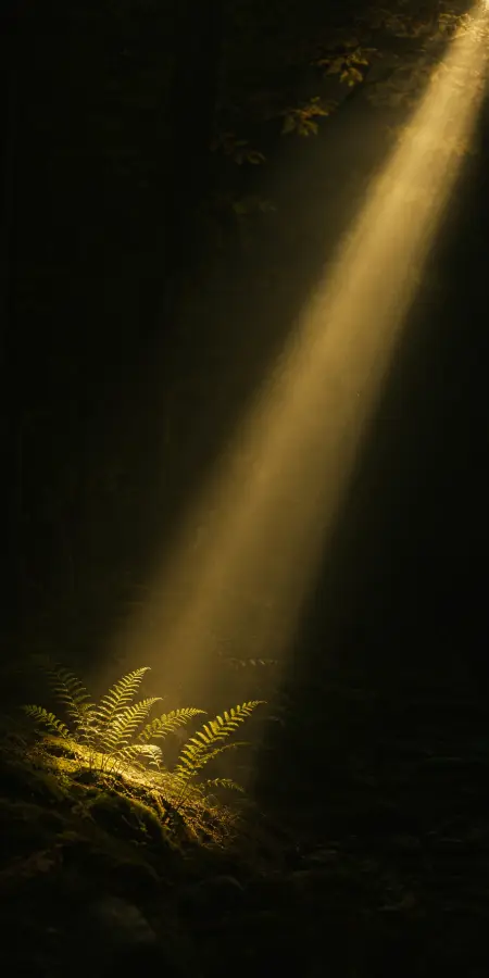 Where Light Finds Life 4K wallpaper for desktop and mobile - Pixbee