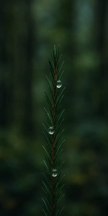 Whispers Of Morning Dewdrops 4K wallpaper for desktop and mobile - Pixbee